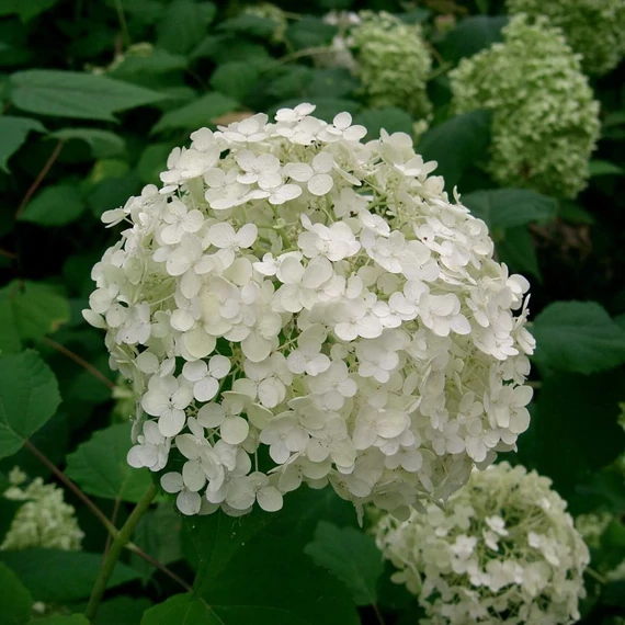 Hydrangea arborescens 'Annabelle' - Cserjés horetnzia