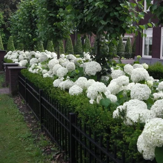 Hydrangea arborescens 'Annabelle' - Cserjés horetnzia