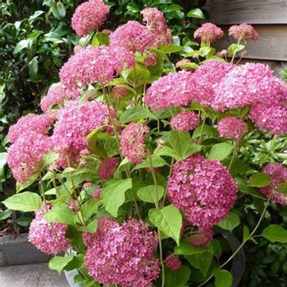 Hydrangea arborescens 'Pink Annabelle' - Cserjés hortenzia