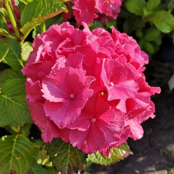 Hydrangea macrophylla 'Masja' (syn.: 'Sibilla') - Kerti hortenzia