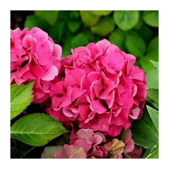 Hydrangea macrophylla 'Masja' (syn.: 'Sibilla') - Kerti hortenzia