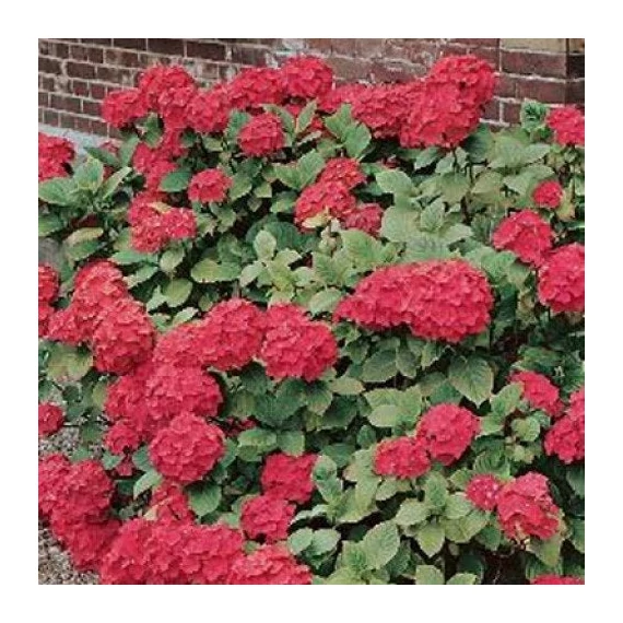 Hydrangea macrophylla 'Masja' (syn.: 'Sibilla') - Kerti hortenzia