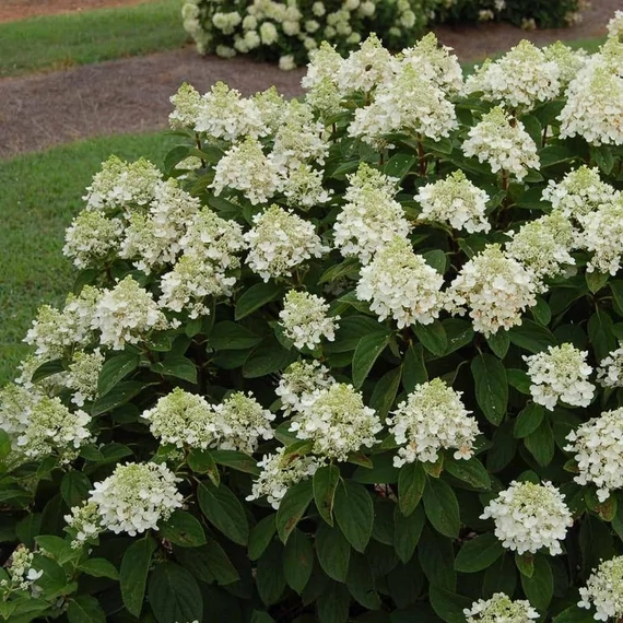 Hydrangea paniculata 'Baby Lace - Bugás hortenzia