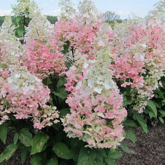 Hydrangea paniculata 'Candlelight' - Bugás hortenzia