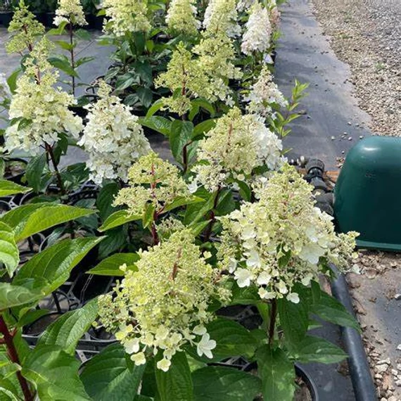 Hydrangea paniculata 'Candlelight' - Bugás hortenzia