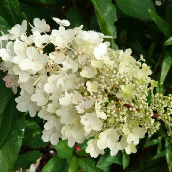 Hydrangea paniculata 'Candlelight' - Bugás hortenzia