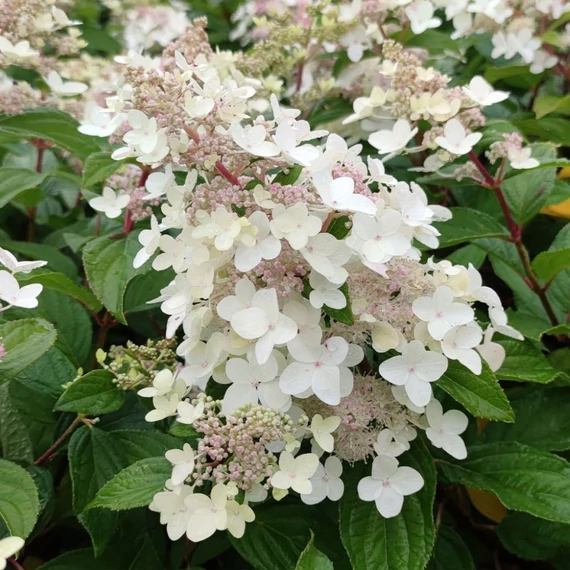 Hydrangea paniculata 'Confetti' - Bugás hortenzia