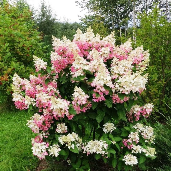 Hydrangea paniculata 'Confetti' - Bugás hortenzia