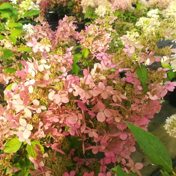 Hydrangea paniculata 'Confetti' - Bugás hortenzia