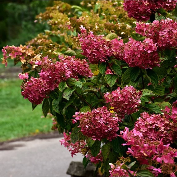 Hydrangea paniculata 'Diamant Rouge' - Bugás hortenzia