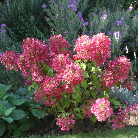 Hydrangea paniculata 'Diamant Rouge' - Bugás hortenzia
