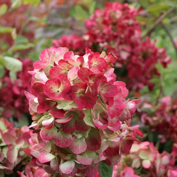 Hydrangea paniculata 'Diamant Rouge' - Bugás hortenzia