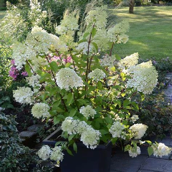 Hydrangea paniculata 'Diamantino' - Bugás hortenzia