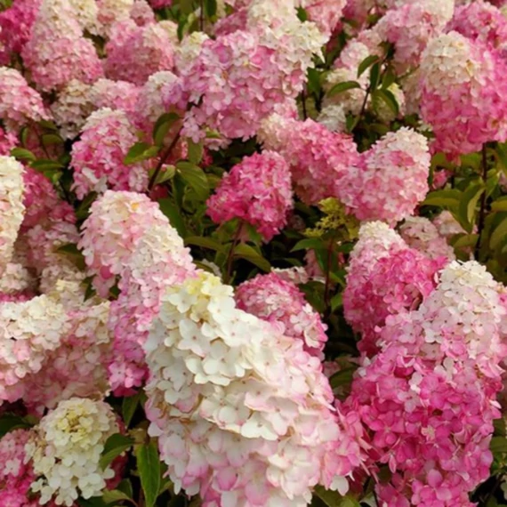 Hydrangea paniculata 'Fraise Melba' - Bugás hortenzia