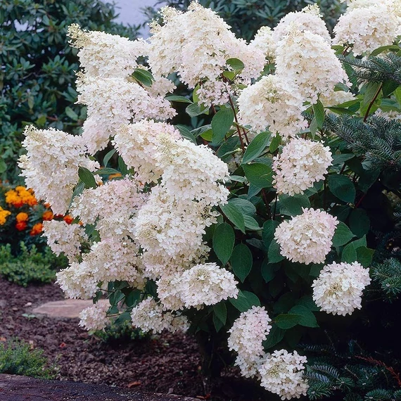 Hydrangea paniculata 'Grandiflora' - Bugás hortenzia