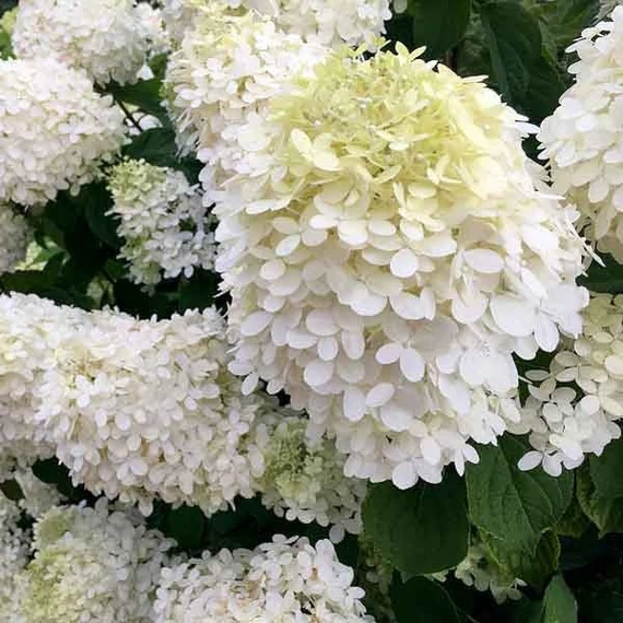 Hydrangea paniculata 'Grandiflora' - Bugás hortenzia