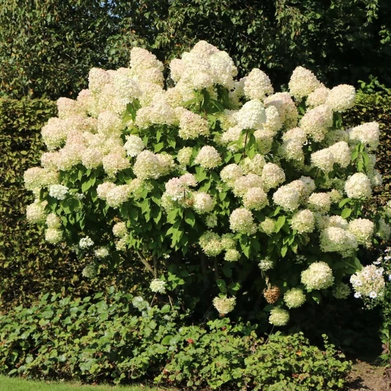 Hydrangea paniculata 'Grandiflora' - Bugás hortenzia