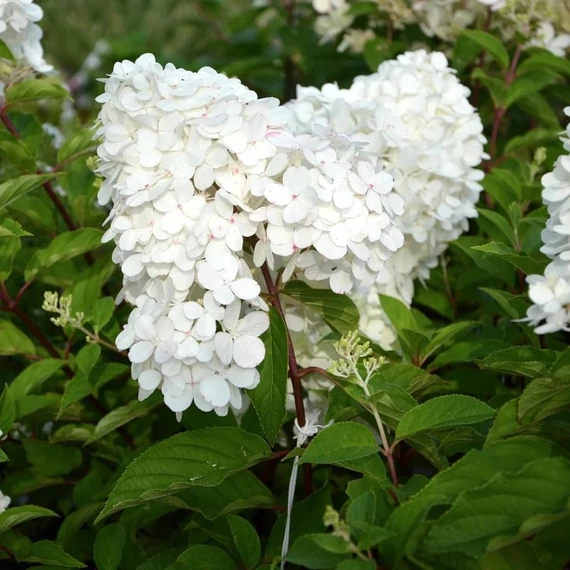 Hydrangea paniculata 'Grandiflora' - Bugás hortenzia