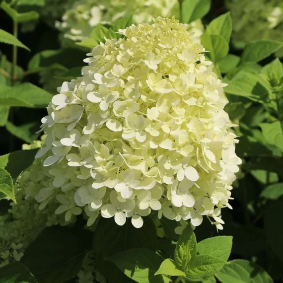 Hydrangea paniculata 'Limelight'® - Bugás hortenzia