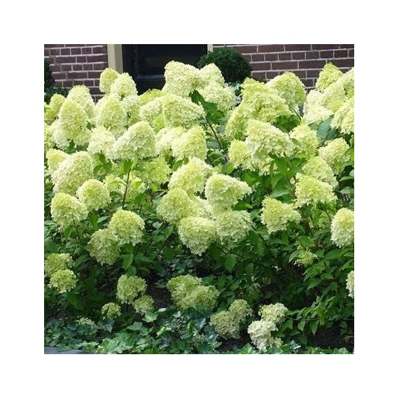Hydrangea paniculata 'Limelight'® - Bugás hortenzia