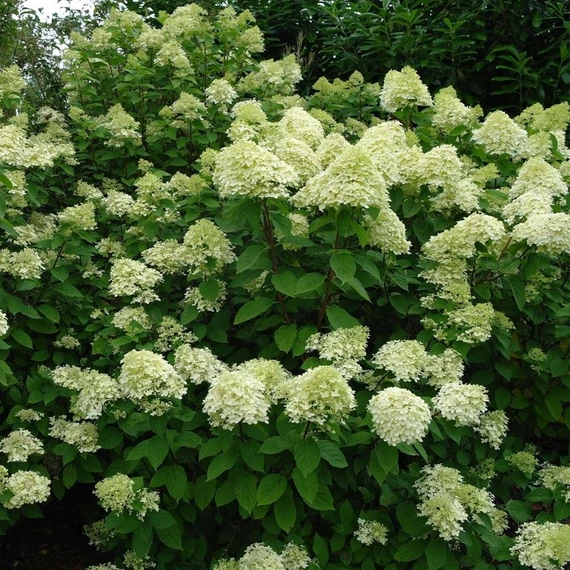 Hydrangea paniculata 'Limelight'® - Bugás hortenzia