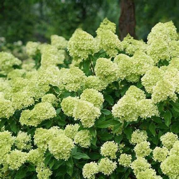 Hydrangea paniculata 'Little Lime' - Bugás hortenzia