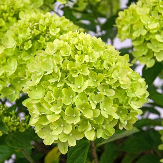 Hydrangea paniculata 'Little Lime' - Bugás hortenzia