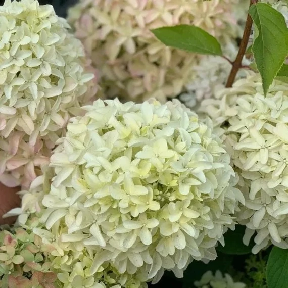 Hydrangea paniculata 'Magical Lime Sparkle' - Bugás hortenzia