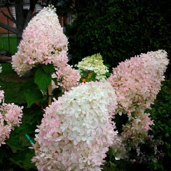 Hydrangea paniculata 'Phantom' - Bugás hortenzia