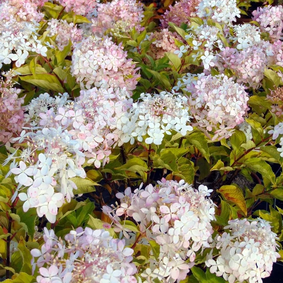 Hydrangea paniculata 'Phantom' - Bugás hortenzia