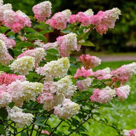 Hydrangea paniculata 'Pink Lady' - Bugás hortenzia