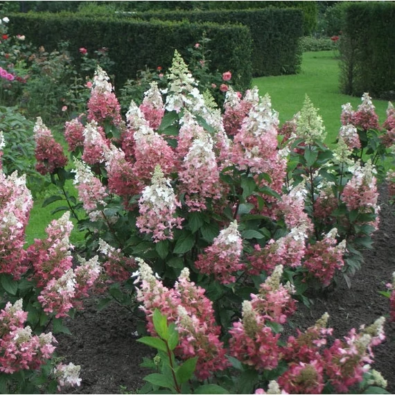 Hydrangea paniculata 'Pinky Winky' - Bugás hortenzia