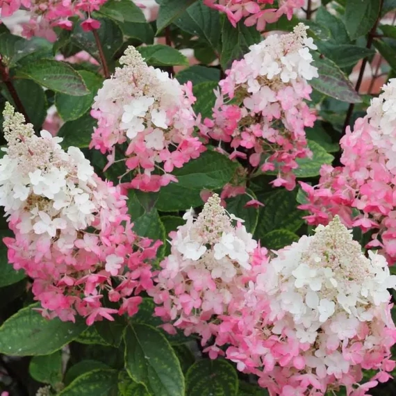 Hydrangea paniculata 'Pinky Winky' - Bugás hortenzia