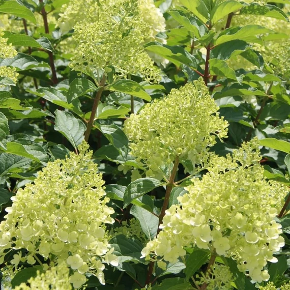 Hydrangea paniculata 'Polar Bear' - Bugás hortenzia