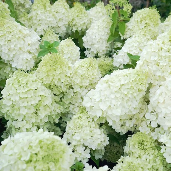 Hydrangea paniculata 'Polar Bear' - Bugás hortenzia
