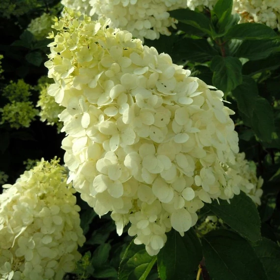 Hydrangea paniculata 'Polar Bear' - Bugás hortenzia