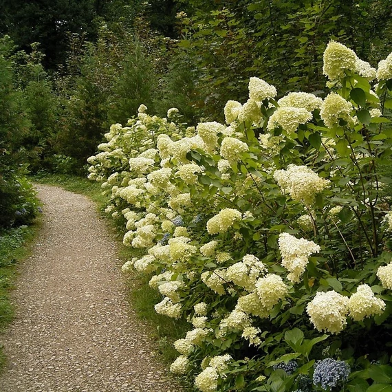 Hydrangea paniculata 'Polar Bear' - Bugás hortenzia