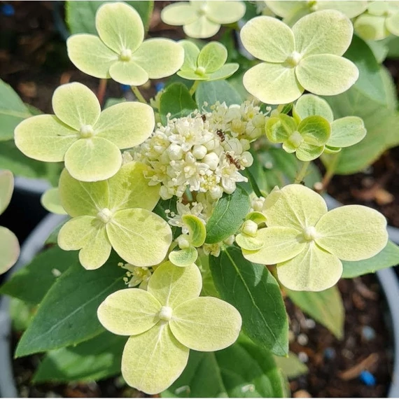 Hydrangea paniculata 'Polestar' - Bugás hortenzia