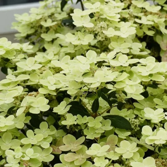 Hydrangea paniculata 'Polestar' - Bugás hortenzia