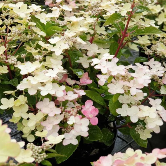 Hydrangea paniculata 'Polestar' - Bugás hortenzia