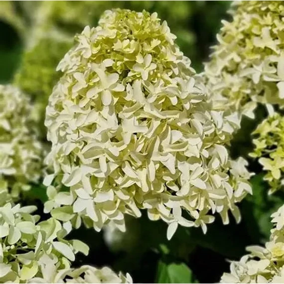 Hydrangea paniculata 'Skyfall' - Bugás hortenzia