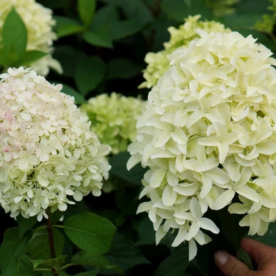 Hydrangea paniculata 'Skyfall' - Bugás hortenzia