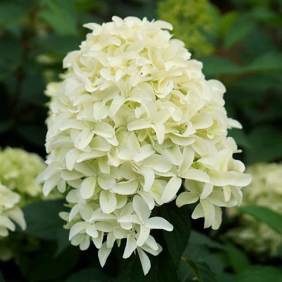 Hydrangea paniculata 'Skyfall' - Bugás hortenzia