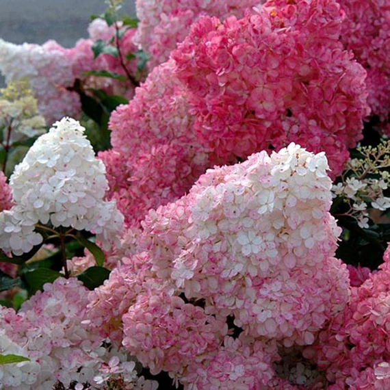 Hydrangea paniculata 'Sundae Fraise' - Bugás hortenzia