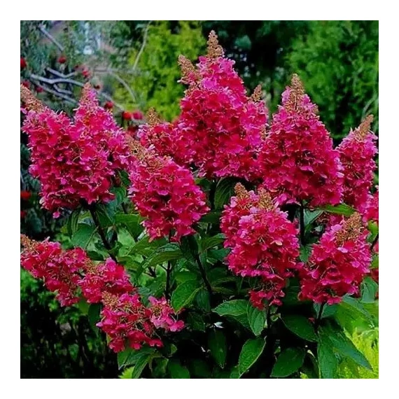 Hydrangea paniculata 'Wim's Red' - Bugás hortenzia