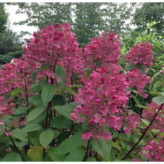 Hydrangea paniculata 'Wim's Red' - Bugás hortenzia