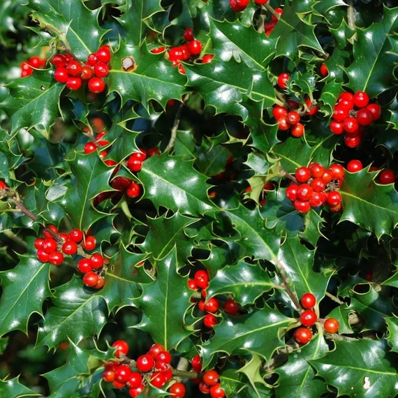 Ilex aquifolium - Magyal