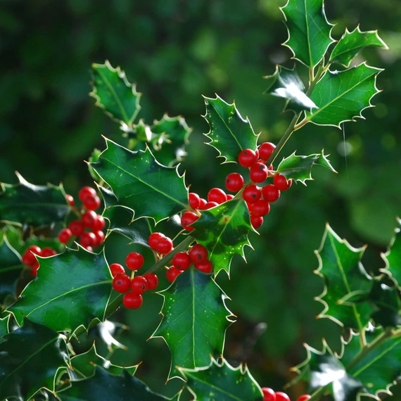 Ilex aquifolium - Magyal