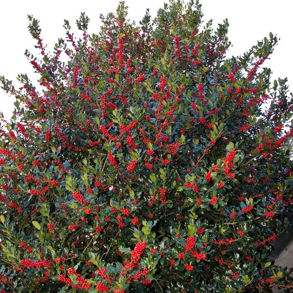 Ilex aquifolium - Magyal