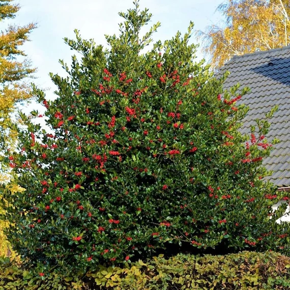 Ilex aquifolium 'Alaska' - Magyal (termős)